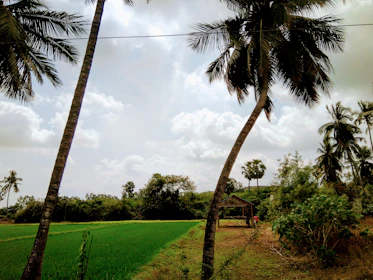 A peaceful natural landscape with palm trees and clear skies at Fundo Los Cachos.