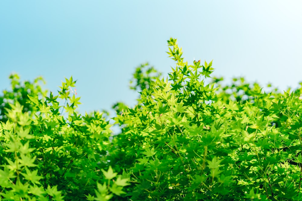 green-leafed plants