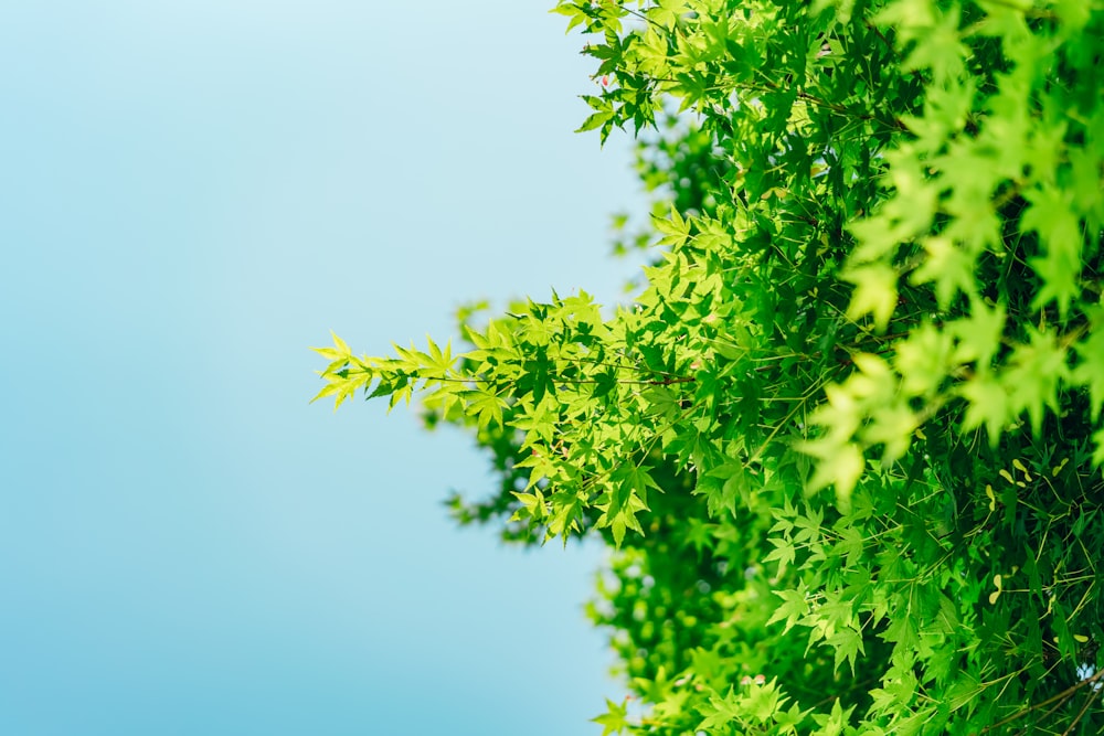 green leafed tree