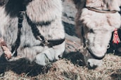 Two donkeys with fluffy, light-colored fur are seen eating hay. Their bridles have decorative elements, and one features a red tassel. The scene captures a close-up view of their heads as they feed.