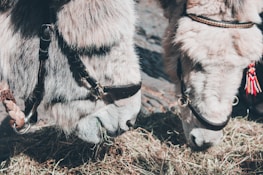 Two donkeys with fluffy, light-colored fur are seen eating hay. Their bridles have decorative elements, and one features a red tassel. The scene captures a close-up view of their heads as they feed.