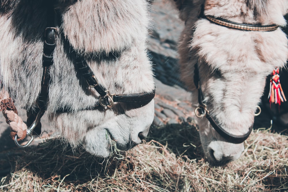 a close up of two horses eating grass