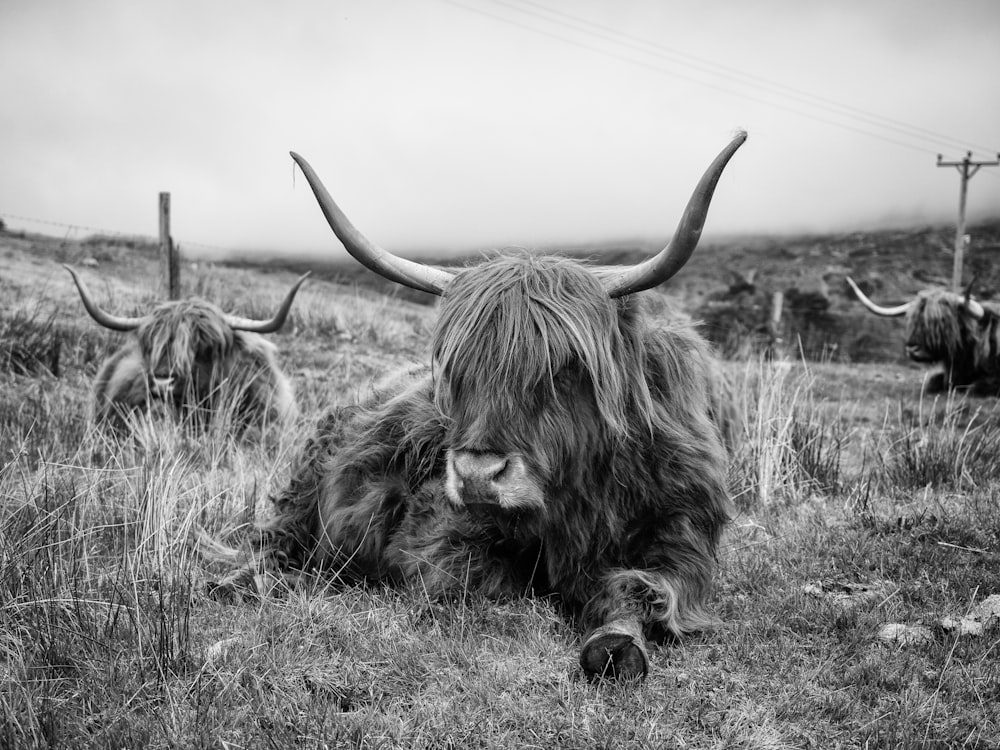 Photo en niveaux de gris de yak