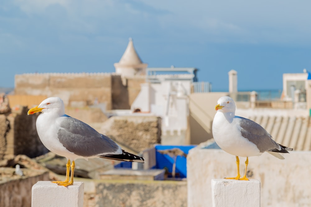 Pájaros blancos y grises sobre superficie blanca durante el día