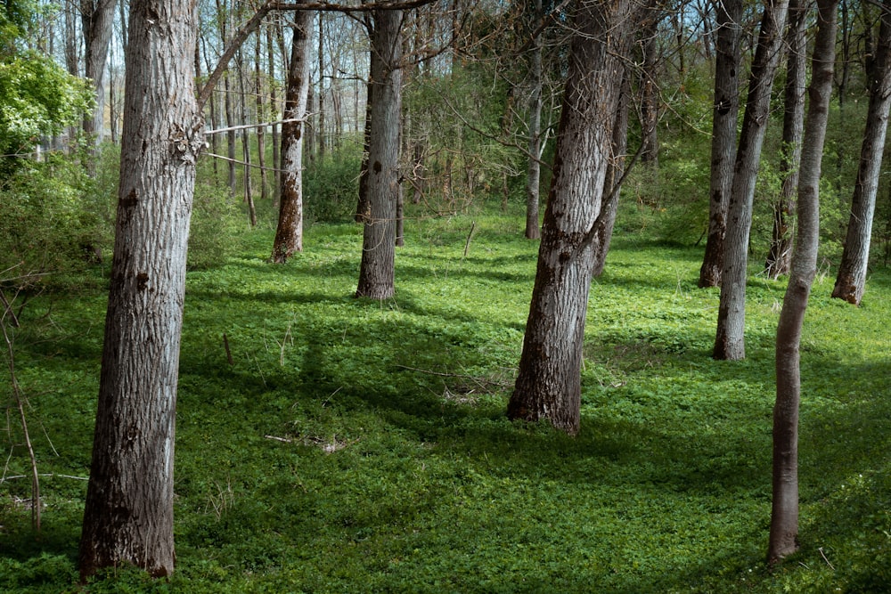 a group of trees that are standing in the grass