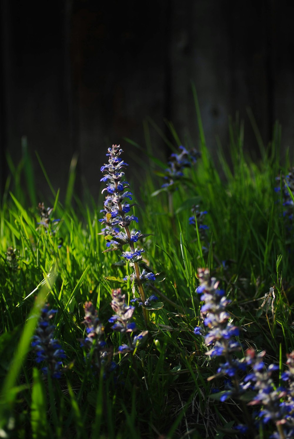 blue flowers field