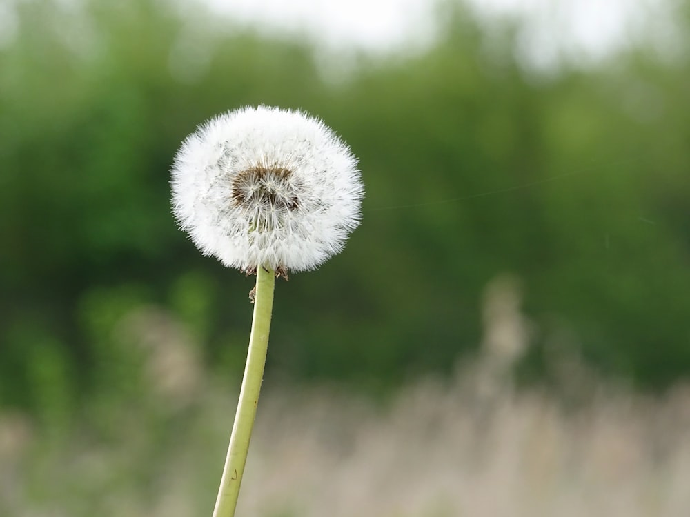 focus photography of dandelion flower