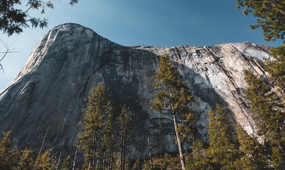 gray mountain beside trees