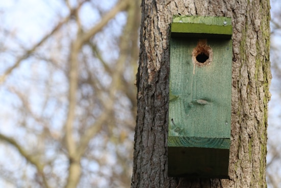 A wooden birdhouse mounted on the side of a tree, painted in a faded green color. The birdhouse has a circular opening near the top, indicating it may be a nesting site. The background shows out-of-focus trees, suggesting a natural environment.