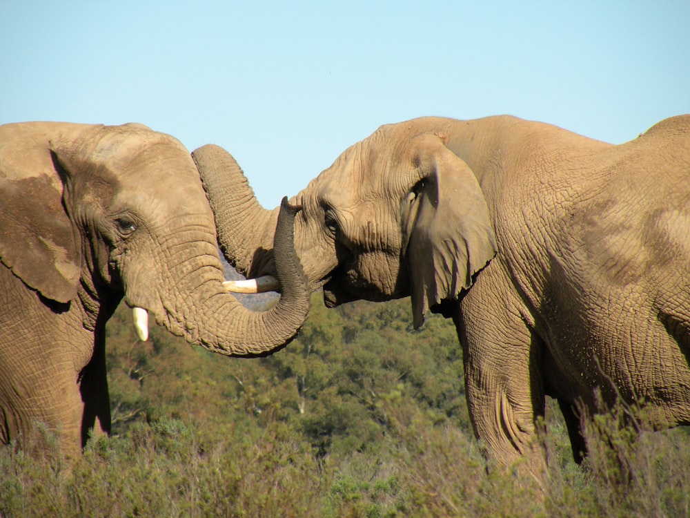 two brown elephants on pasture during daytime