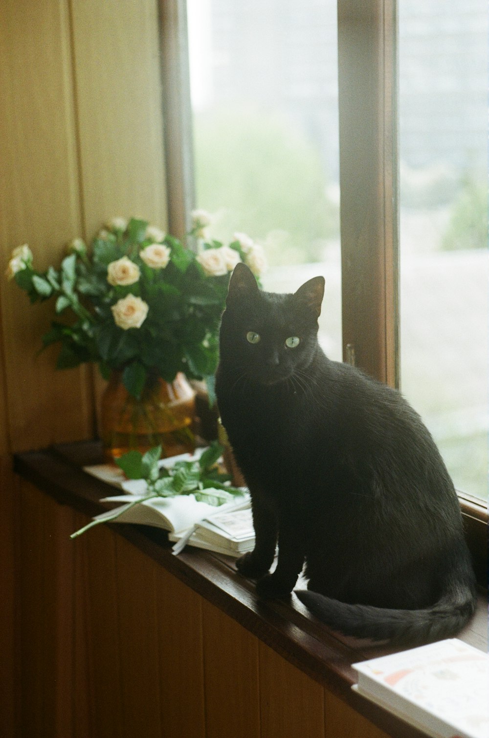 short-fur black cat