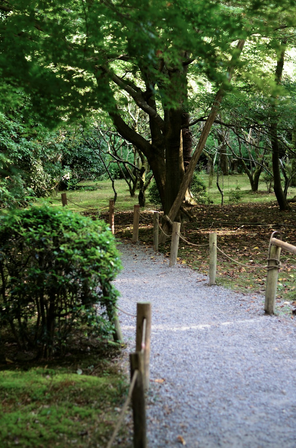 gray pathway near green trees