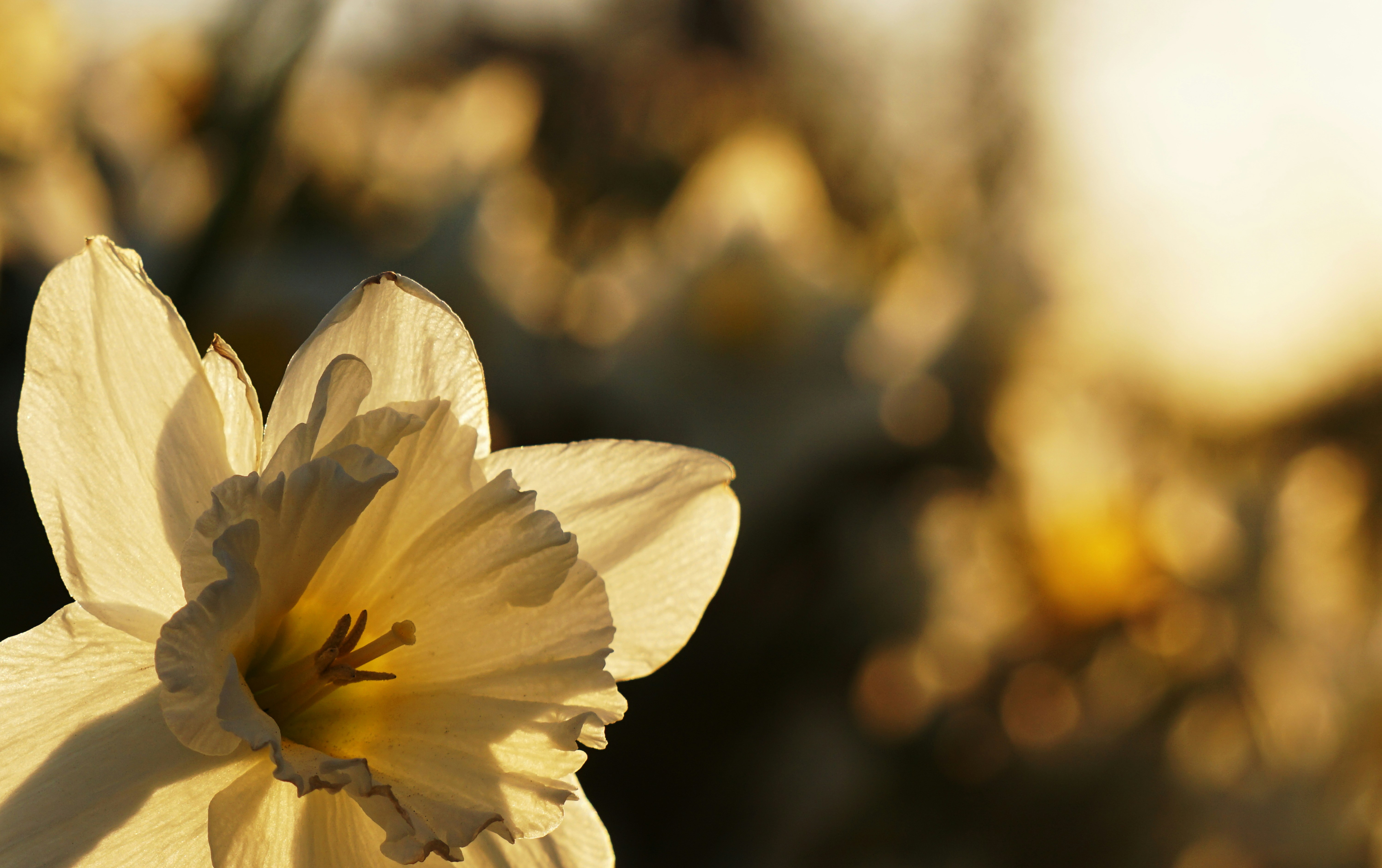 Photo by kent_pilcher