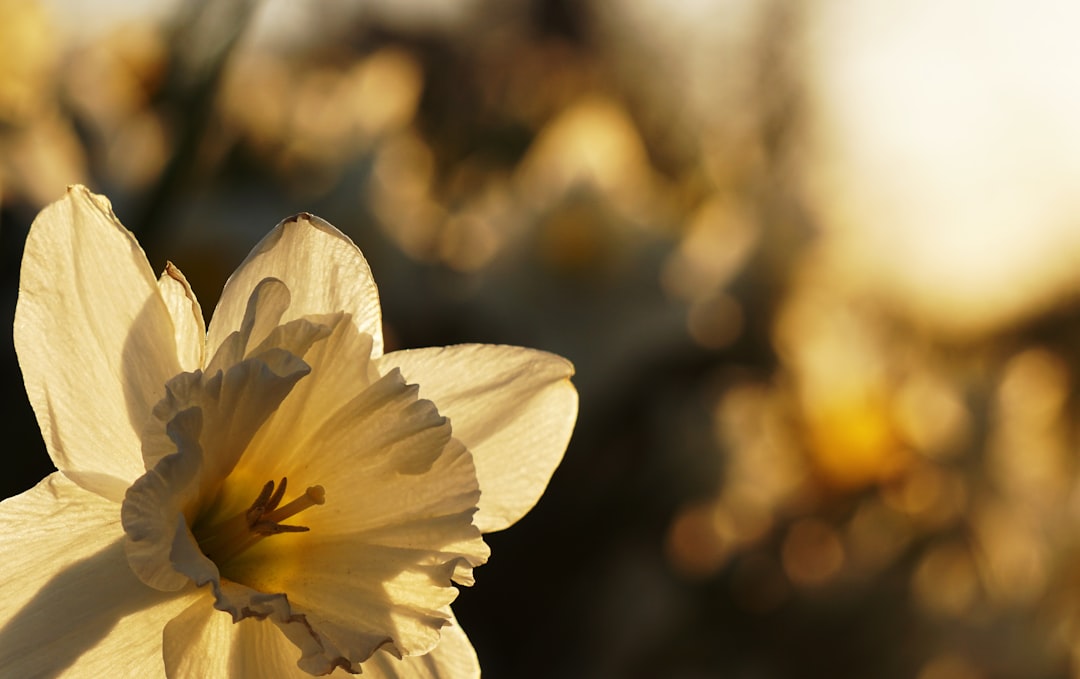 close-up photo of white petal flower