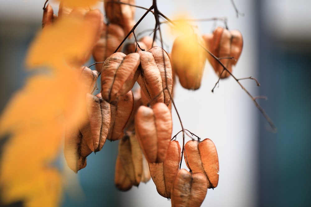 selective photography of orange flowering plant