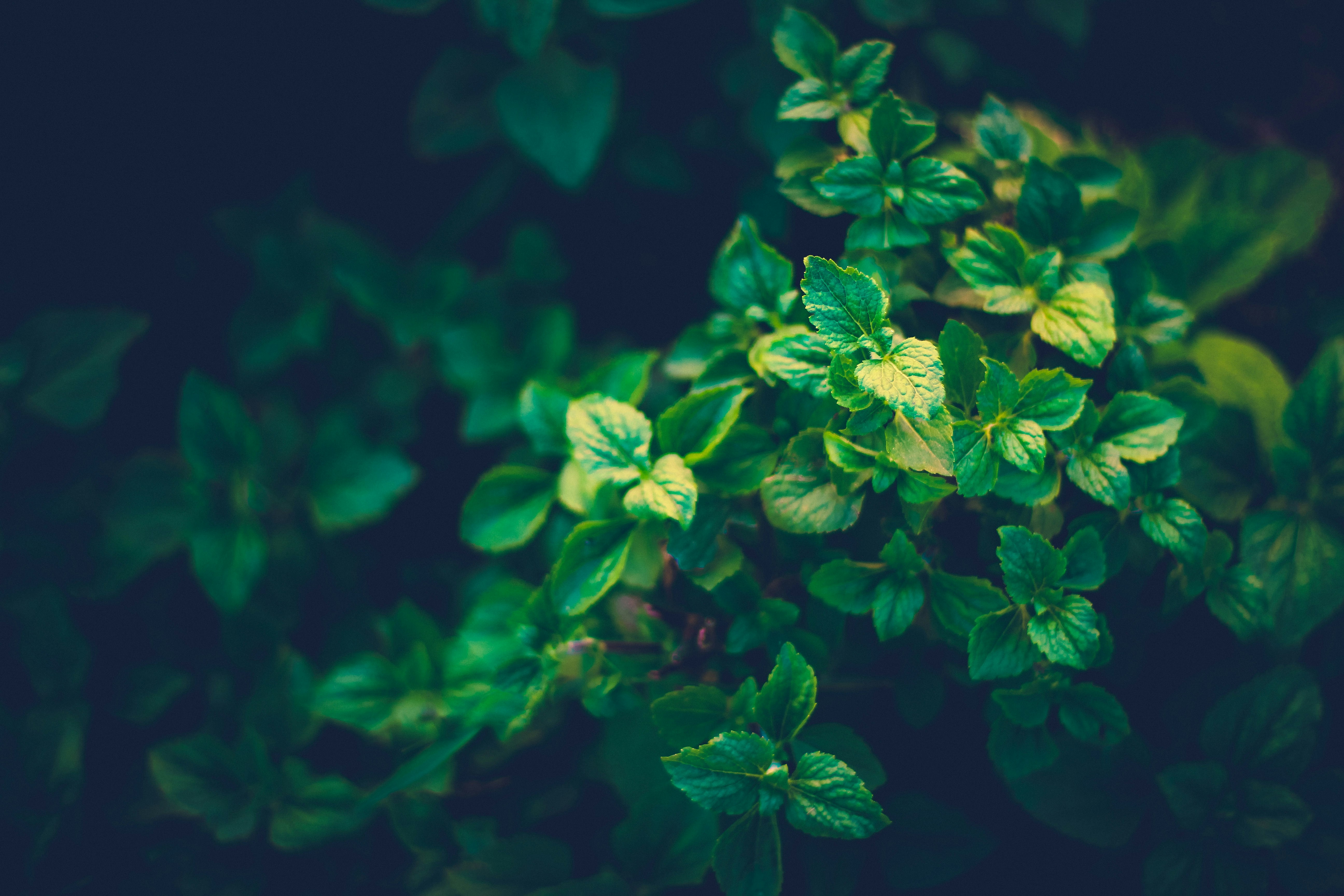 أهمية التنوع البيولوجي