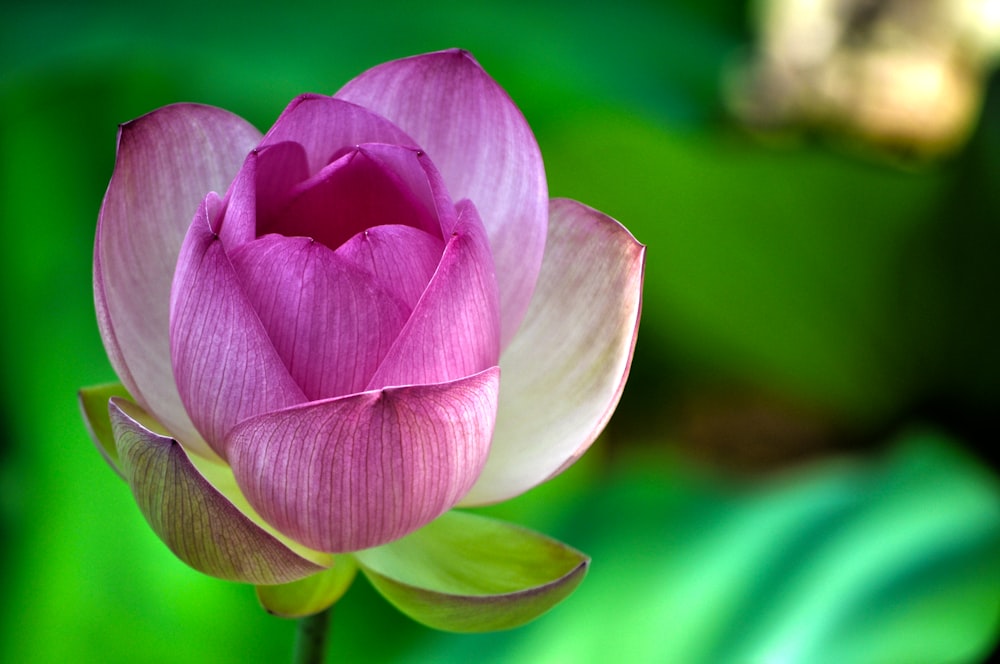 phot o of purple and white flower