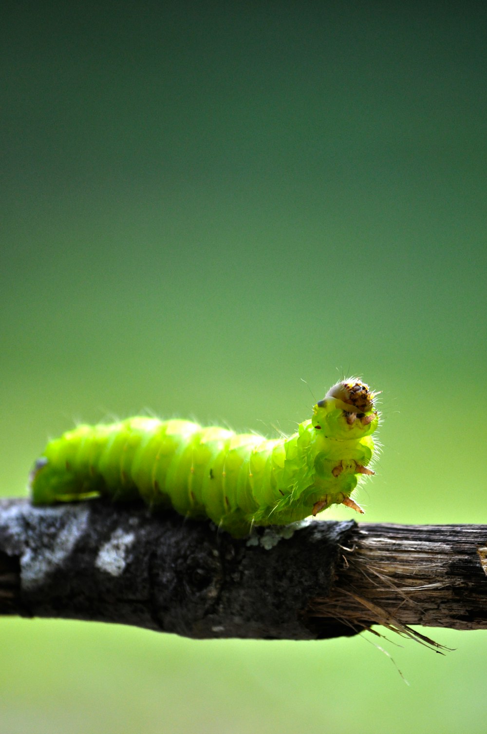 green caterpillar