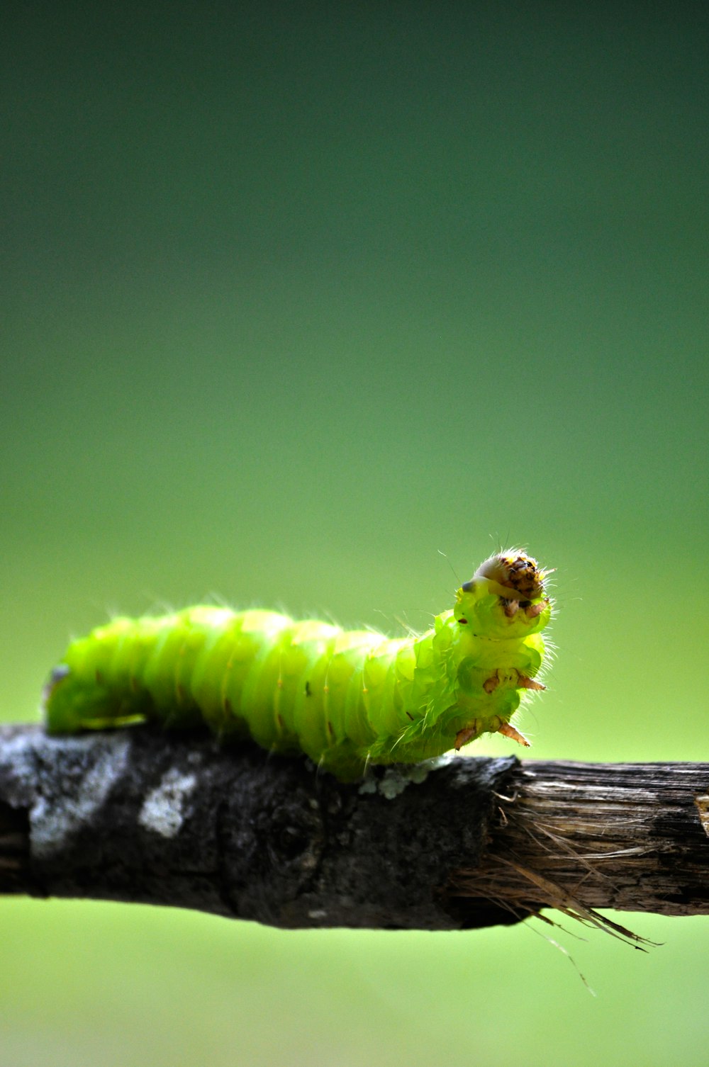 녹색 애벌레