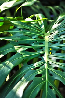 Close-up of a bright green monstera leaf with sunlight filtering through