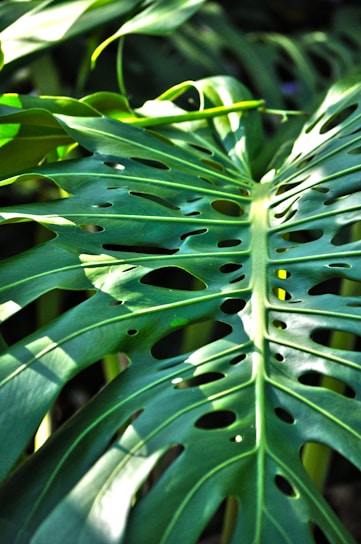 Close-up of a bright green monstera leaf with sunlight filtering through
