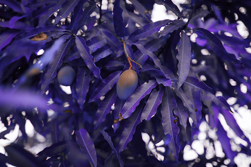 A cluster of Blue Mango F2 × Blue Bubblegum plants with lush green leaves and hints of purple hues under natural light.