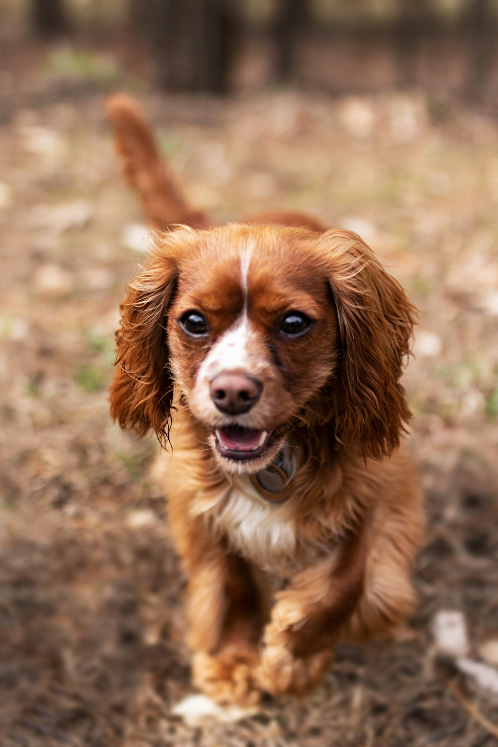 brown puppy walking on brown field