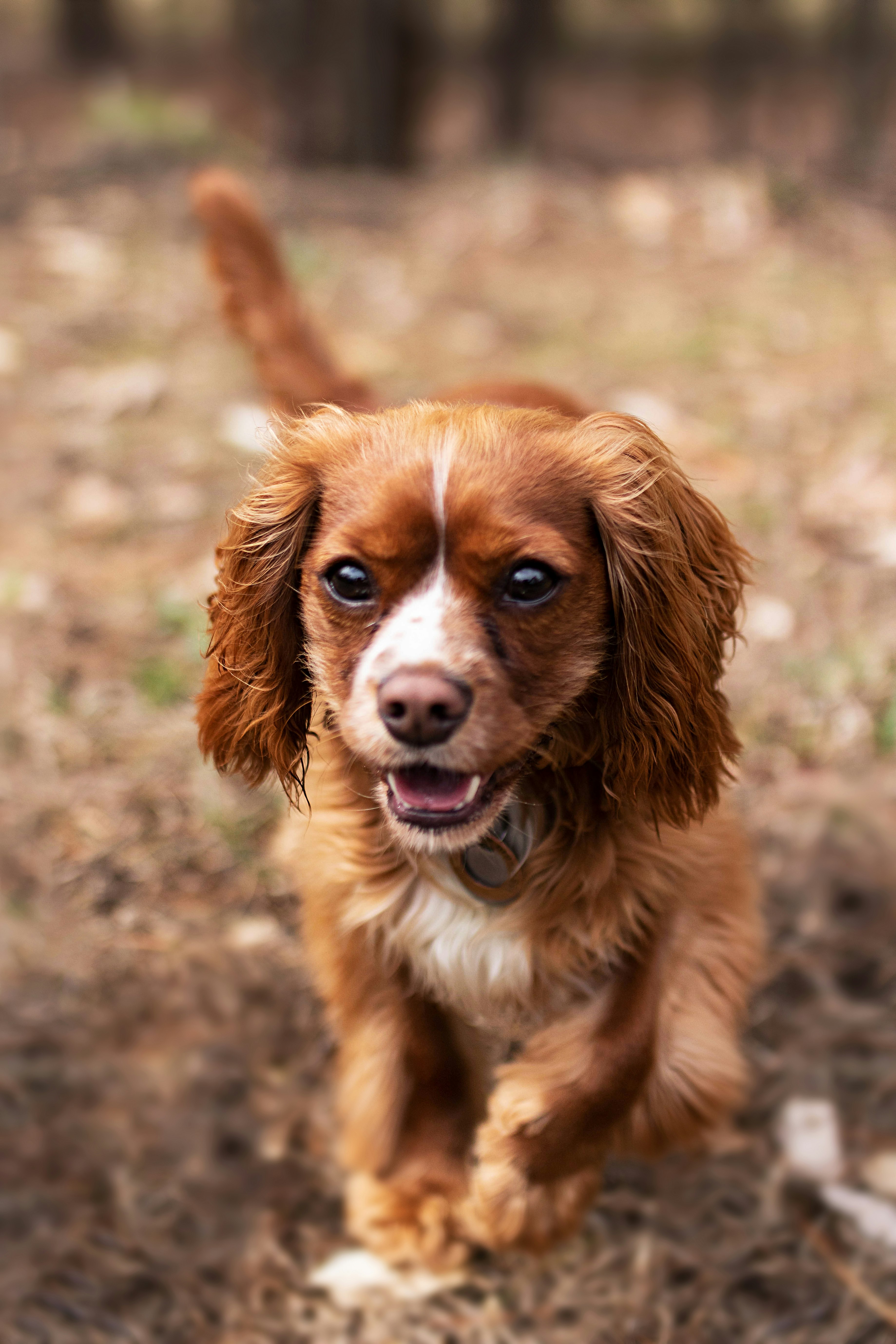 brown puppy walking on brown field