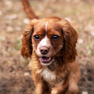 brown puppy walking on brown field