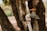 A weathered outdoor water tap with an orange handle is mounted on a white pipe against a blurred background of tree bark and foliage.