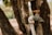 A weathered outdoor water tap with an orange handle is mounted on a white pipe against a blurred background of tree bark and foliage.