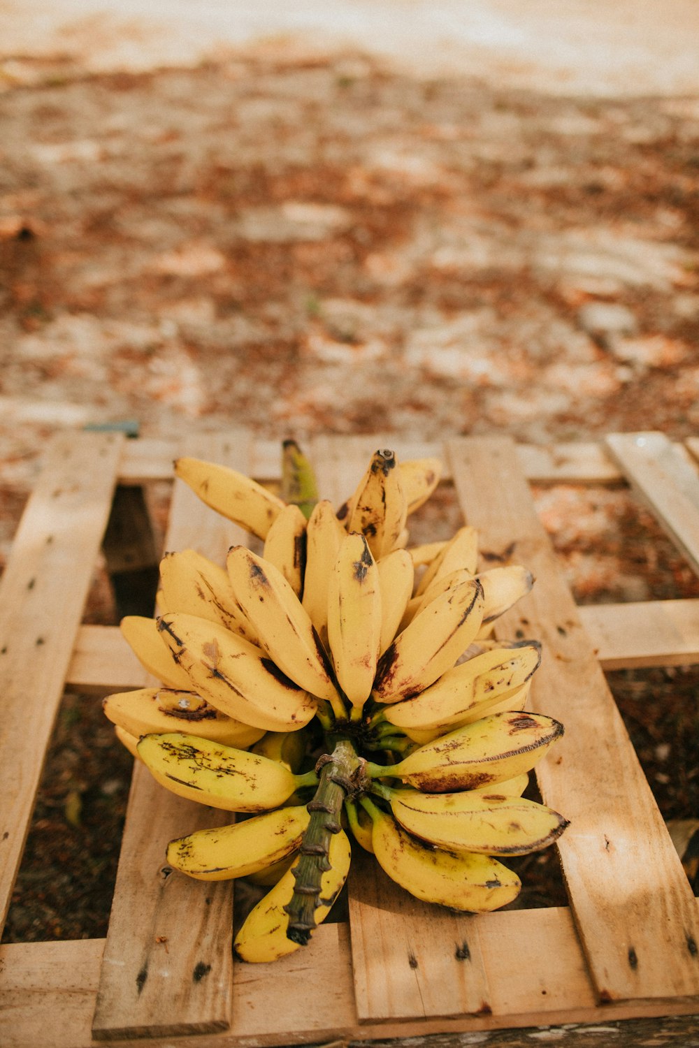 Frutos de plátano