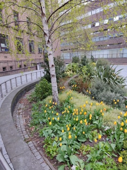 A serene urban garden scene featuring a birch tree surrounded by a lush bed of yellow tulips and various green plants. The backdrop includes a brick building with windows, and a curved stone pathway runs alongside the garden.