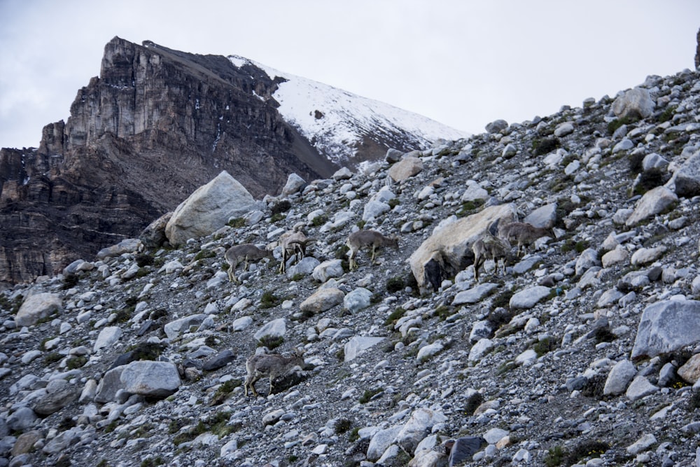 brown animals on rocky valley