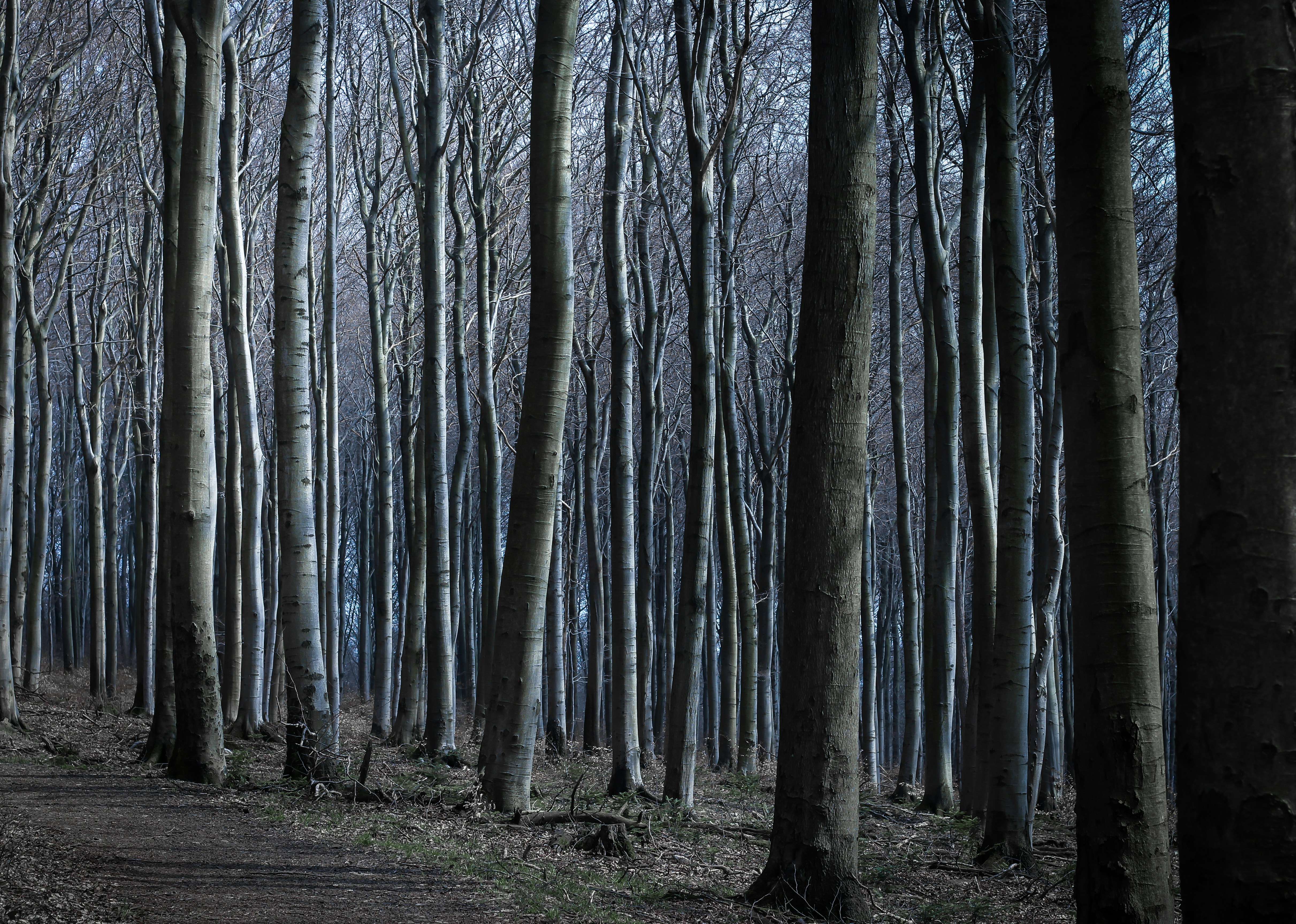 grey trees during daytime photo – Free Grey Image on Unsplash