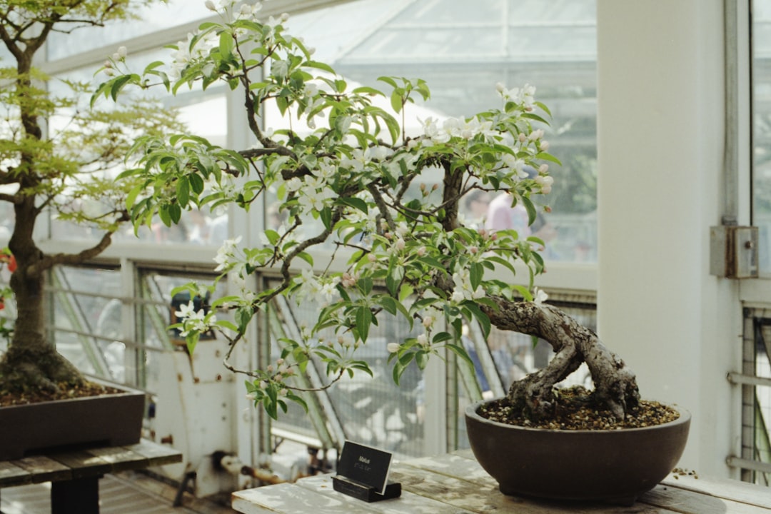 green bonsai plant close-up photo