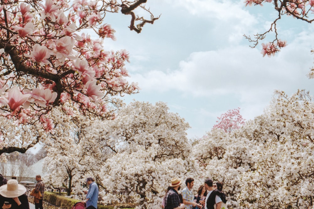 white and pink Sakura trees during daylight