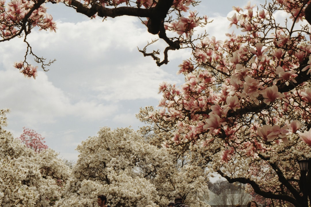 white-and-pink flowers