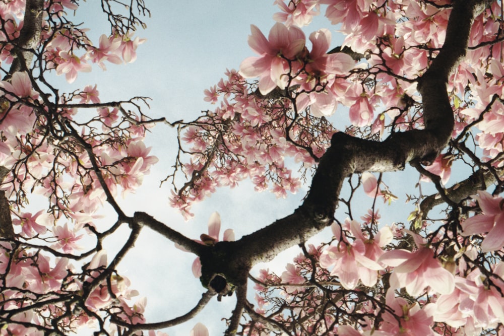 cherry blossom tree