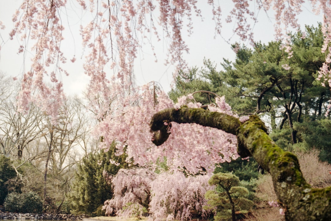 mossy tree branch