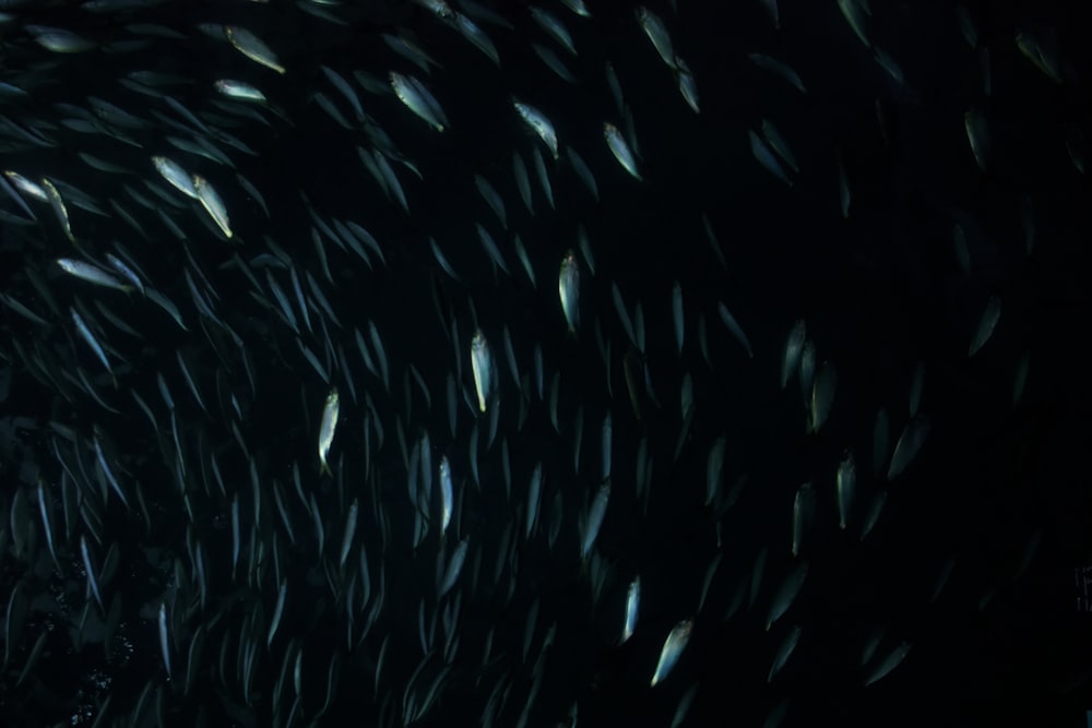 a large group of fish swimming in the ocean