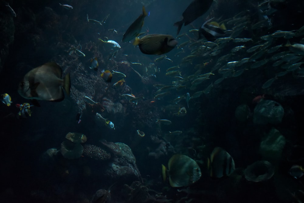 school of fish underwater