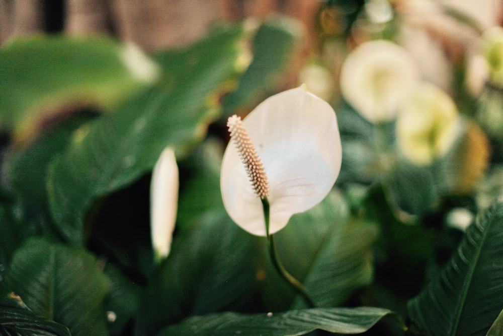 white peace lily flower