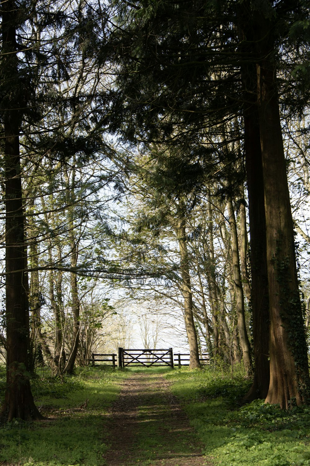 sentier et arbre pendant la journée