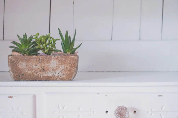 A stylish, minimalist planter made from reclaimed wood holding thriving green plants, showcasing sustainable decor.