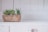 green succulents on brown pot