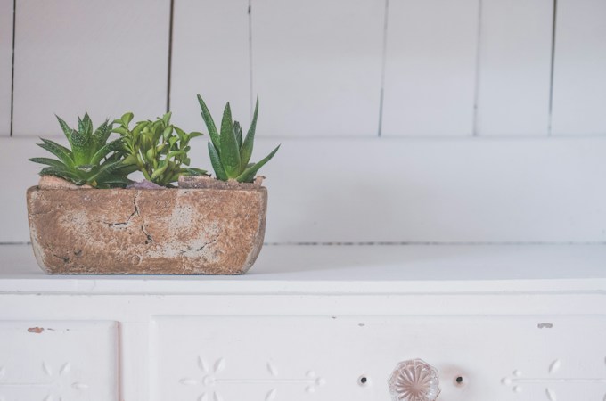 The Aesthetic Appeal of Mini Planters