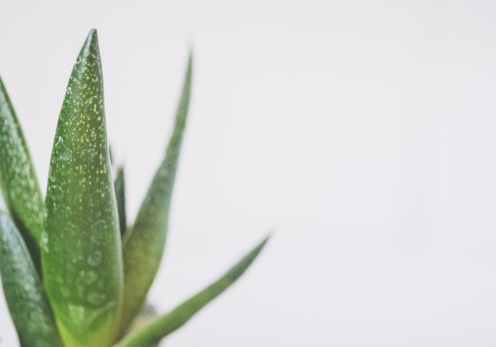 Planta de aloe vera