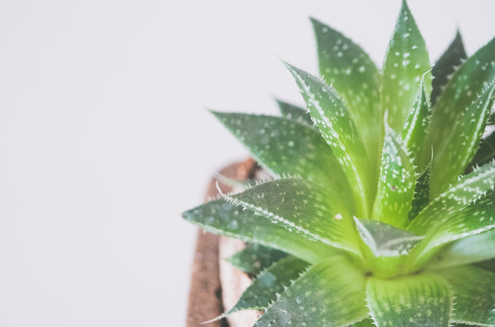 緑のアロエベラ植物