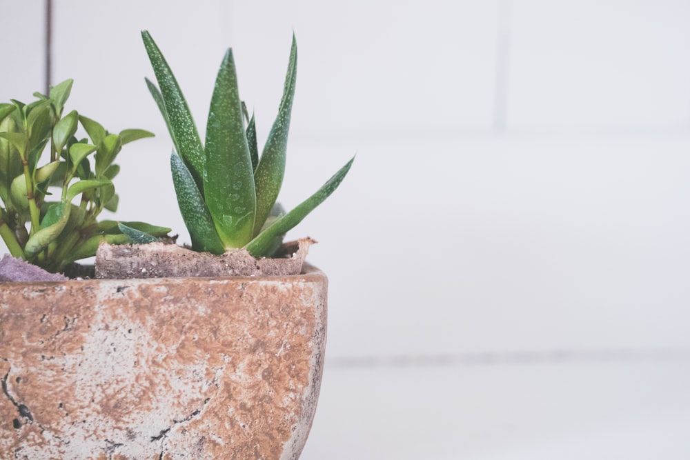 green succulent plant in beige pot